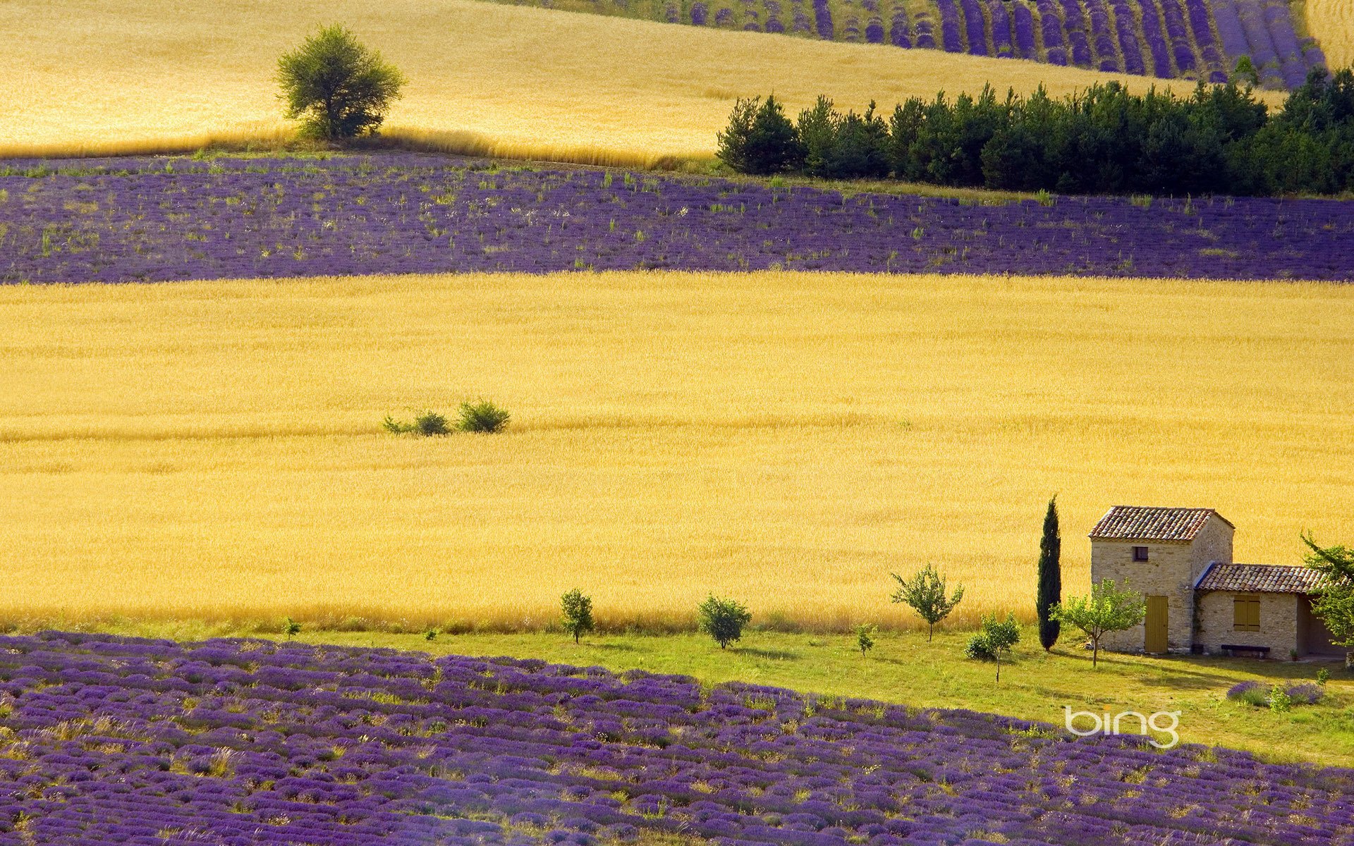 campo hogar violeta