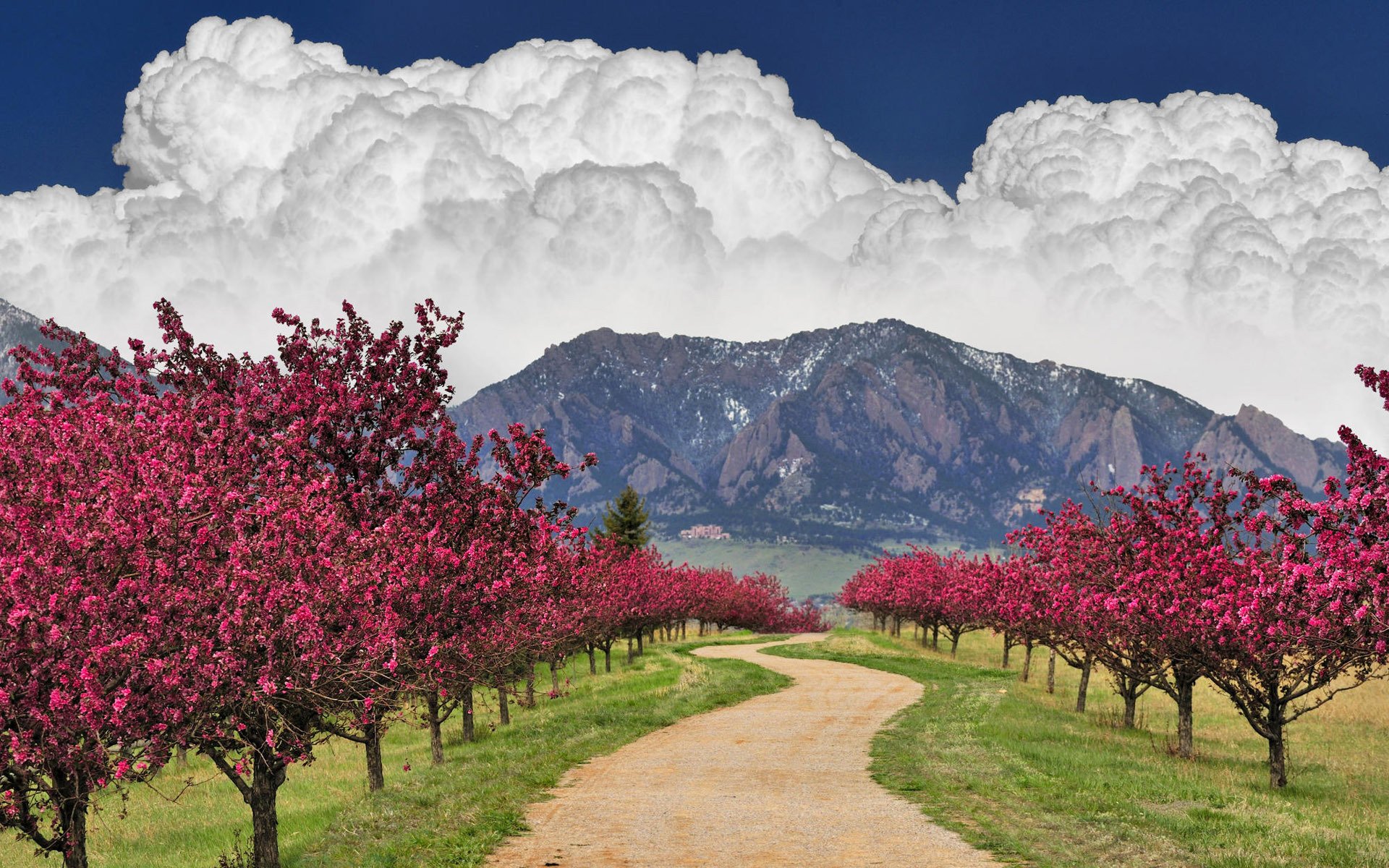 road clouds sky mountain tree blossoming