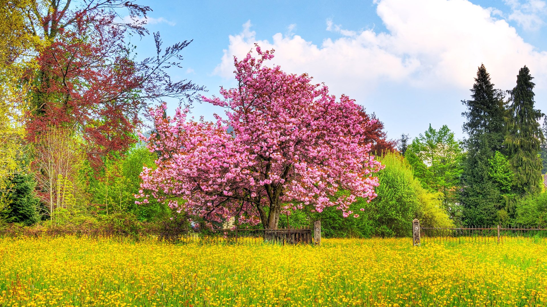 kirschbaum blumen zaun