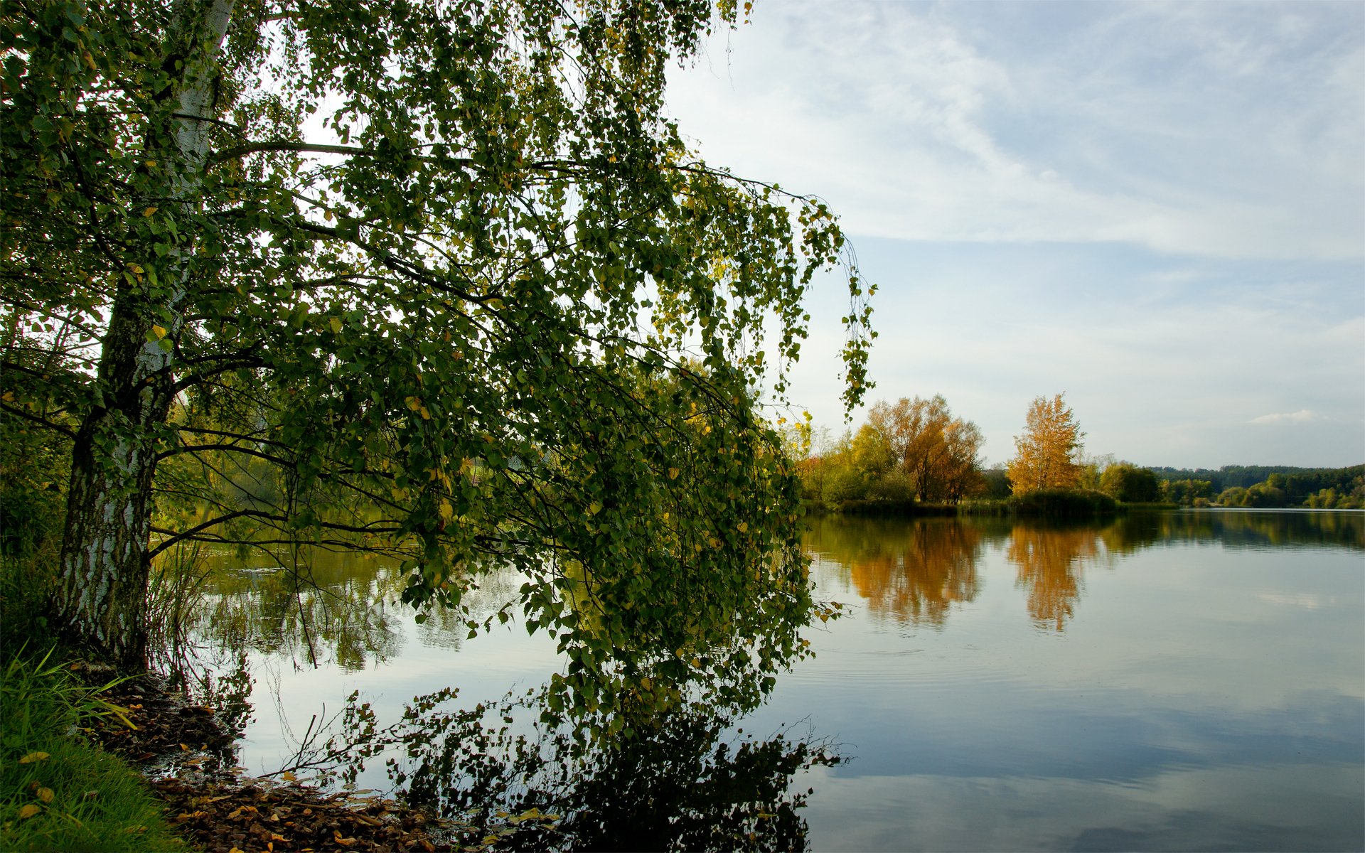 otoño abedul lago bosque