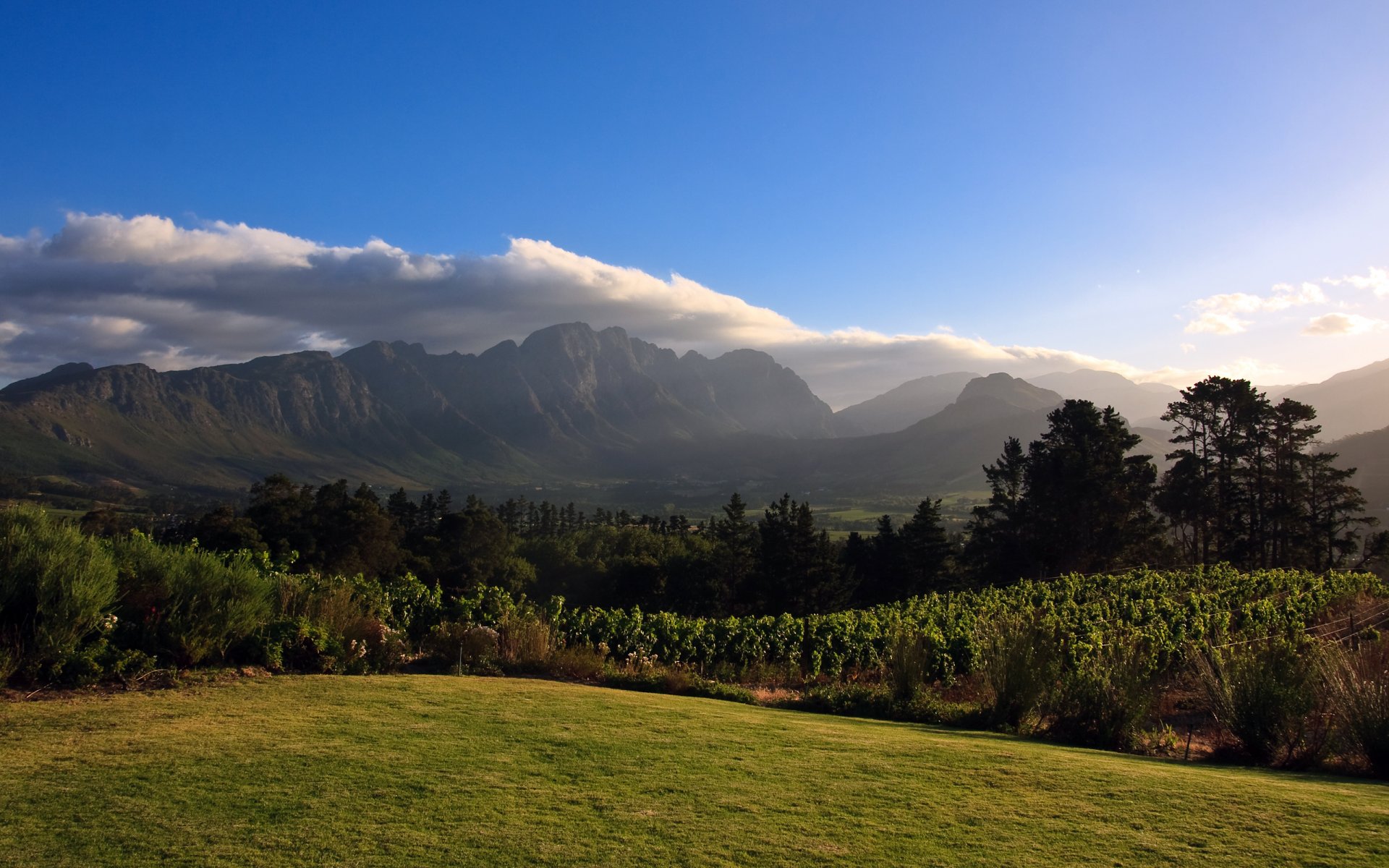 vignoble afrique montagnes