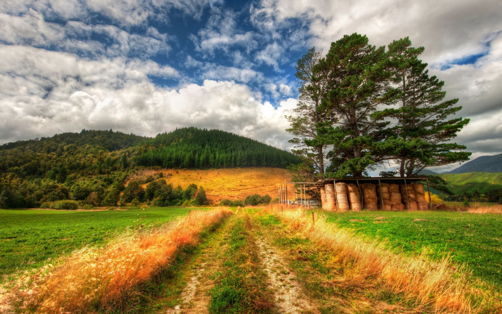 naturaleza hierba bosque