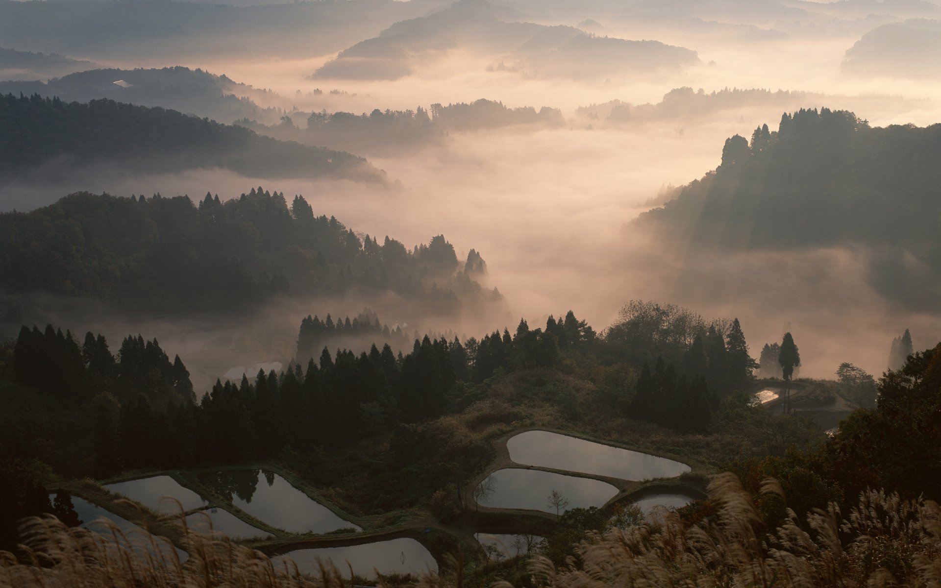 japon brouillard forêt