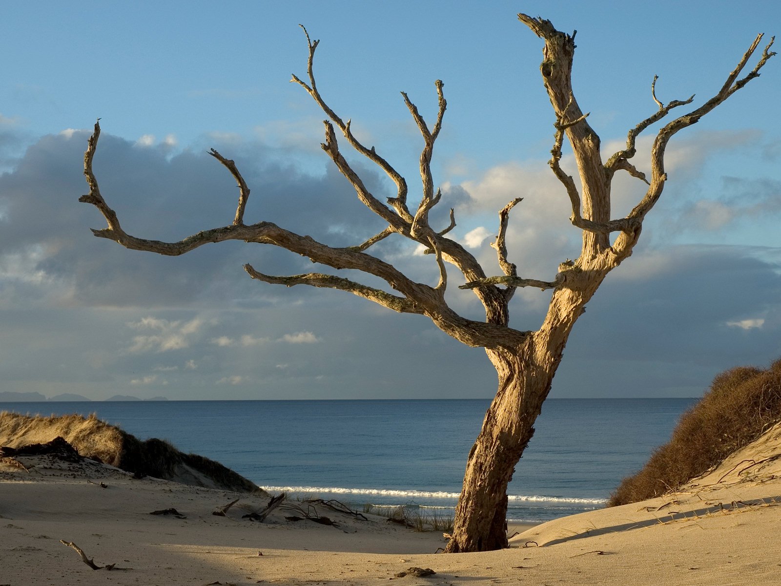 neuseeland holz sand