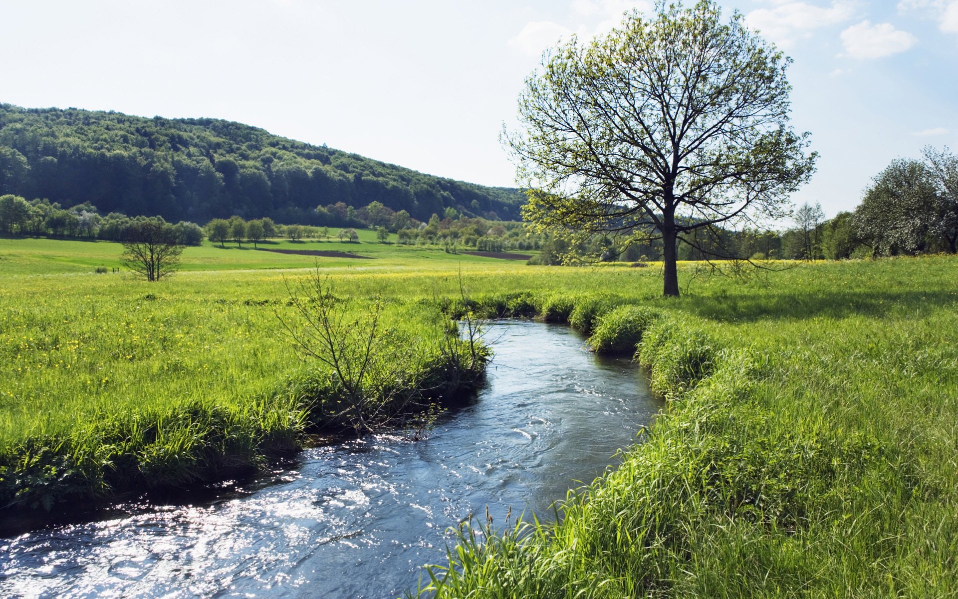 champ été ruisseau herbe