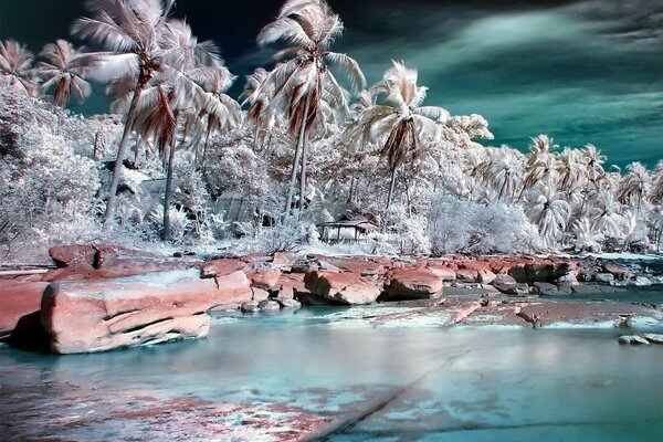 Palmeras en el mar sacude el viento