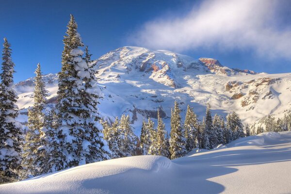 White snow on trees in the mountains