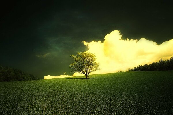 Nuvola su un albero solitario in un prato