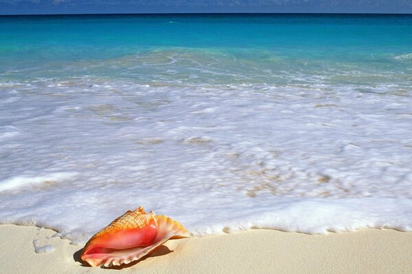 Conchiglia sulla costa del mare con acqua blu