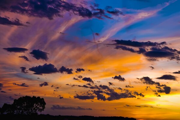 Hermoso cielo al atardecer y un árbol solitario