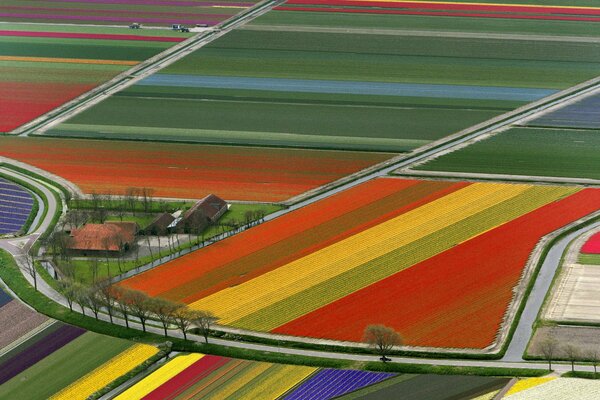 Bright fields of tulips in the Netherlands