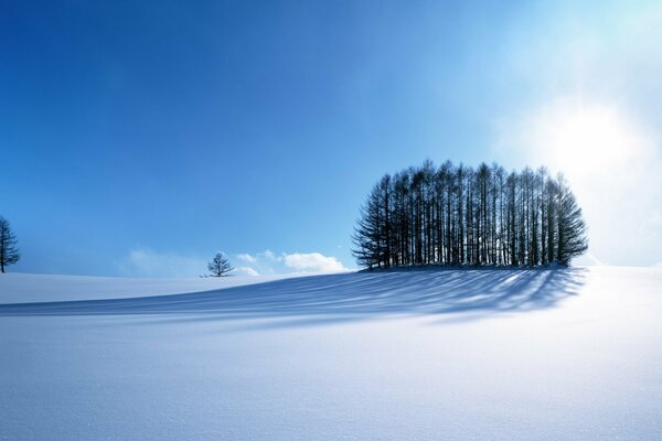 Petit îlot d arbres au milieu de la plaine blanche des neiges