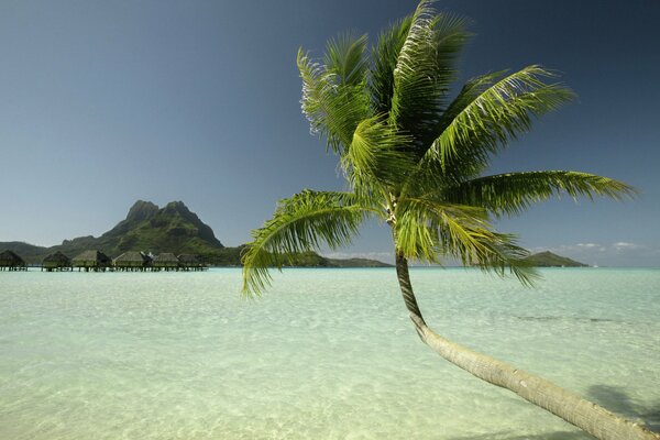 Palm tree on the island above the water