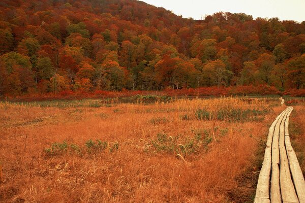 Camino en el campo en el fondo del bosque de otoño