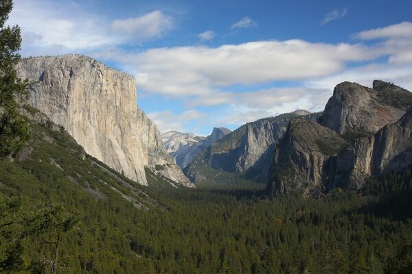 Green forest on the background of rocky mountains under a blue sky