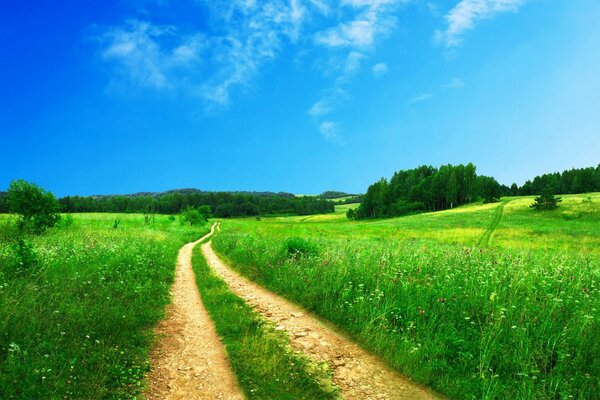 Strada nel campo verde