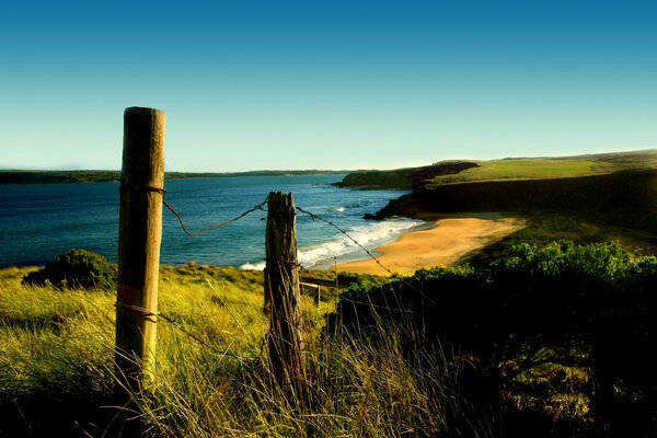 Grass on the seashore and fence