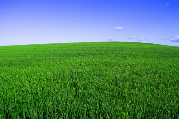 Champ vert sans fin sous le ciel bleu