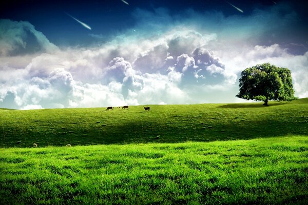 Trois vaches, Prairie verte, nuages magiques