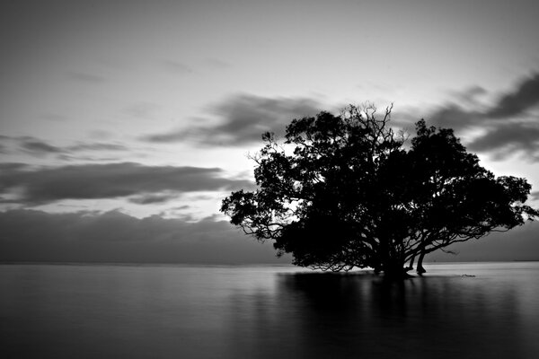 Black and white image of a tree in the middle of a lake