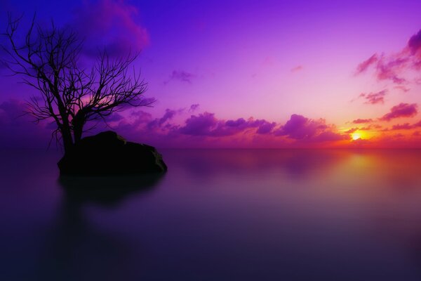 Albero sullo sfondo di un bel tramonto in fiori viola