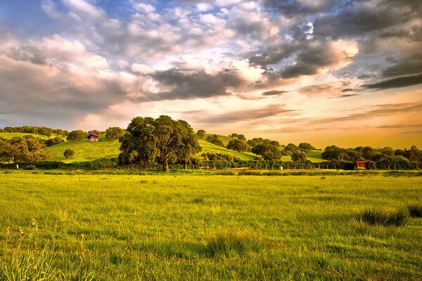 Feld mit grünem Gras und Bäumen