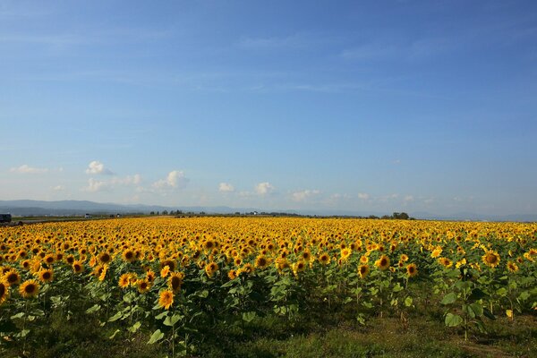 Rusia, campo de girasol en la región de Rostov