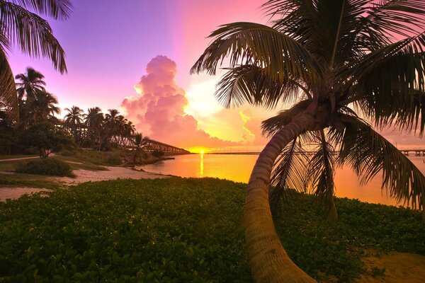 Strandfoto von Sonnenuntergang und Palmen in Florida