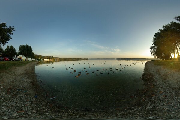 Lac sombre avec des canards flottants