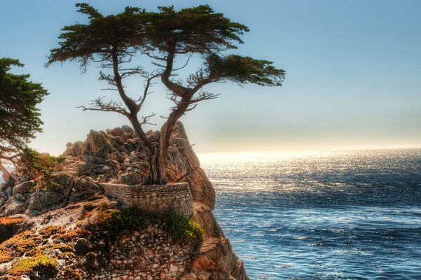 Un árbol solitario en una roca junto al mar