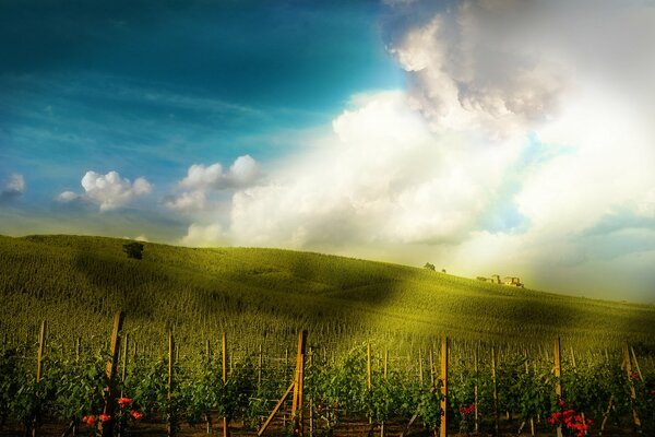 Schöner Himmel und Feld mit Blumen