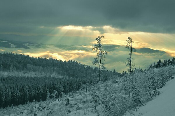 El bosque encadenado por las heladas y la nieve en los rayos del sol que se abre paso a través de las nubes