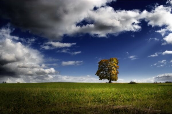 Árbol verde entre nubes cirros