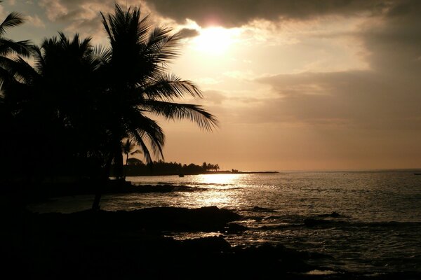 Palm trees on the sea beach