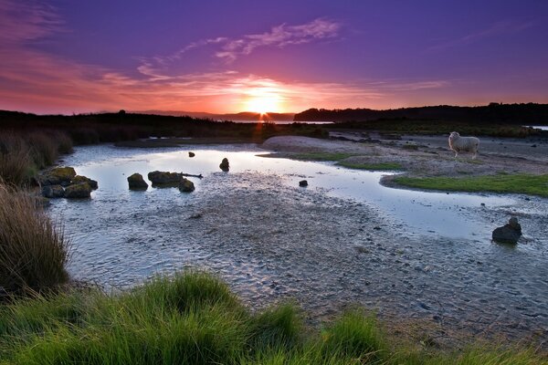 Nature and sheep in the light of a beautiful sunset