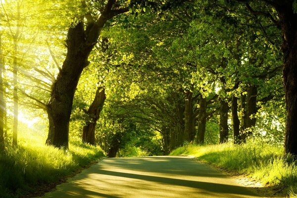 Acogedor camino a través de un bosque soleado verde