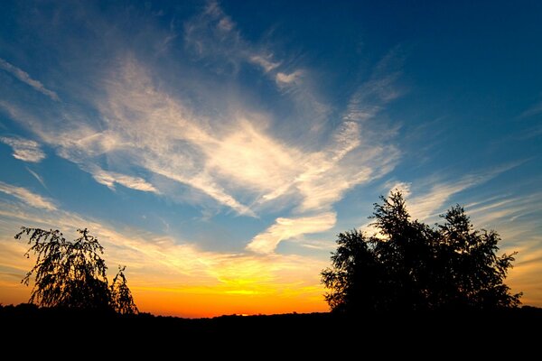 Bäume bei Sonnenuntergang im Feld