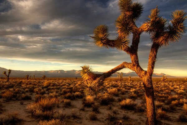 Nature of the desert in the evening