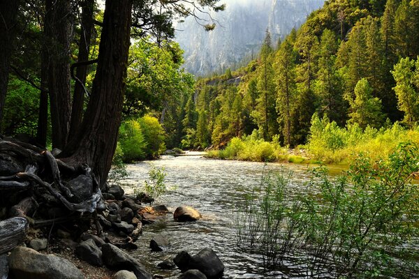 A stream in the woods in the USA