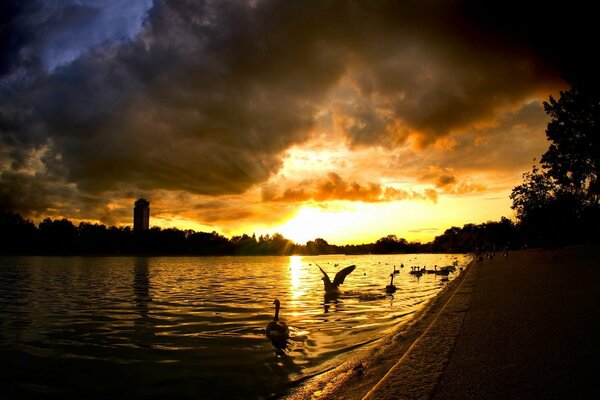 The sun s rays sanctify the water and swans