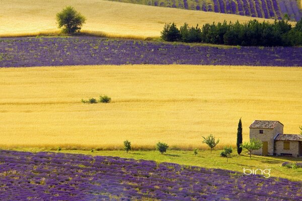 Maison sur un champ de blé et de fleurs violettes