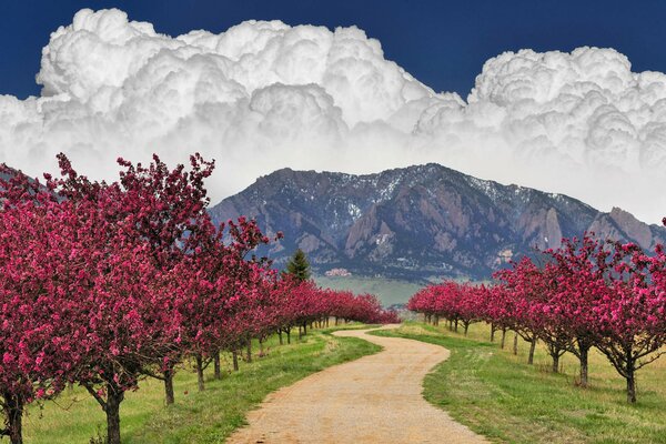 Blühende Bäume auf dem Hintergrund der Berge