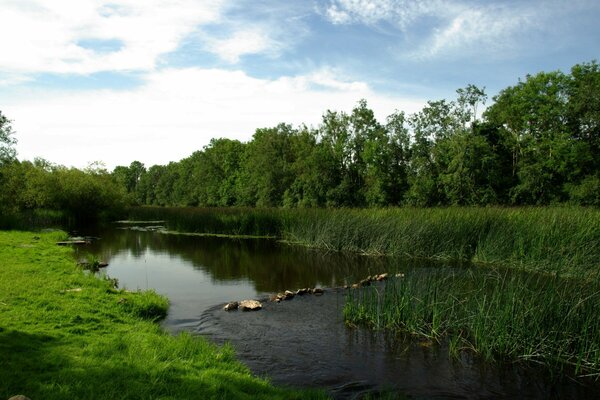 Grüne Wiese mit einem kleinen Fluss