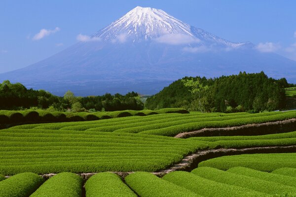 Mount Fuji in den Wolken. Schöne Landschaft