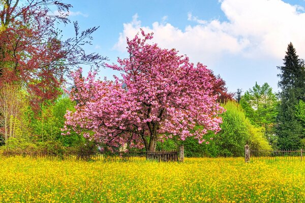 Cherry tree in bloom in the park by the fence