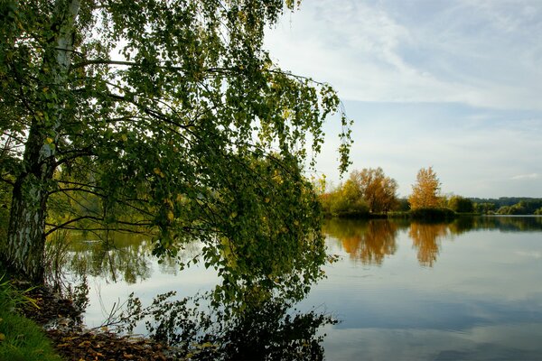 Birch leaning towards the water on the edge of the lake