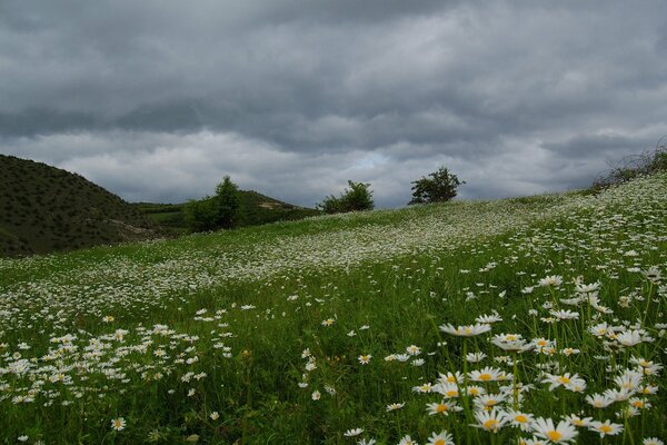 Hermoso campo de margaritas antes de la lluvia