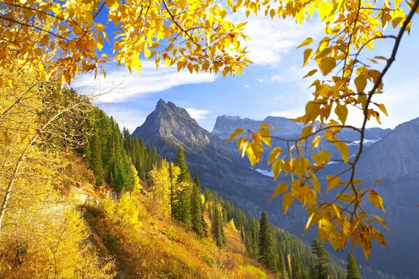 Montagne autunnali del Montana con foglie gialle della foresta