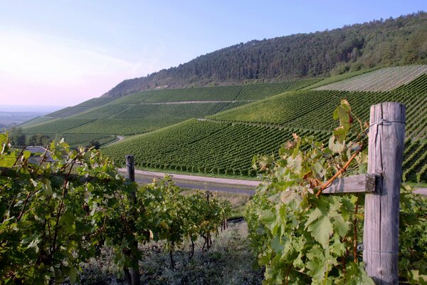 Green grape plantations for winemaking