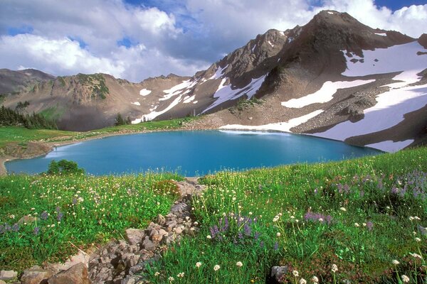 Fiori bianchi vicino al Lago di montagna